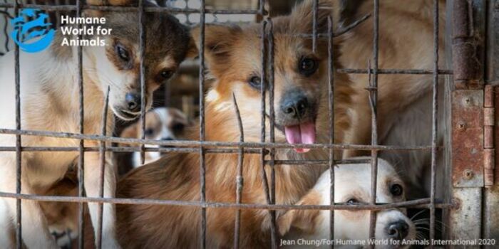 isagato62's tweet card. Much of the world sees dogs as their trusted companions, but in some parts, they suffer terribly as victims of the trade in dog (1133 signatures on petition)