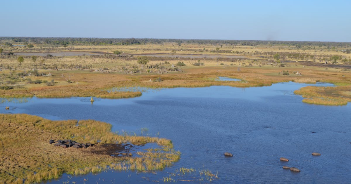 ConservationOrg's tweet card. Three countries — Angola, Botswana and Namibia — share the precious freshwater resources of the Cubango-Okavango River Basin, an oasis in the heart of the Kalahari Desert. 