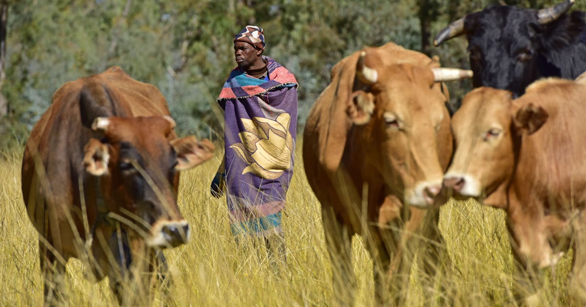 ConservationOrg's tweet card. Livestock herding and wildlife conservation are often perceived as conflicting pursuits, with the belief that one must come at the expense of the other. However, in South Africa, a fresh approach...