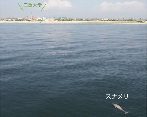 miebioOC's tweet card. 学問探究セミナー「意外と身近なイルカ・クジラ」を開催しました。