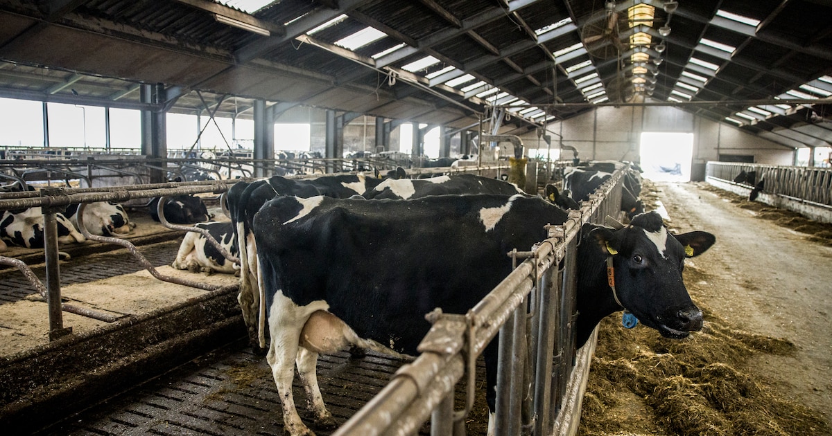 JanieckS's tweet card. De stoppersregelingen voor boeren hebben het afgelopen jaar een flinke hap genomen uit de veestapel in Nederland. Het aantal varkens kromp met 5,1 procent tot onder de symbolische grens van 10...
