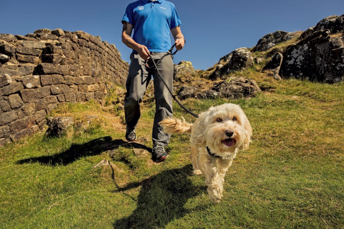 hexhamcourant's tweet card. Dog walkers are being urged to keep pets under control to avoid harming wildlife and livestock.