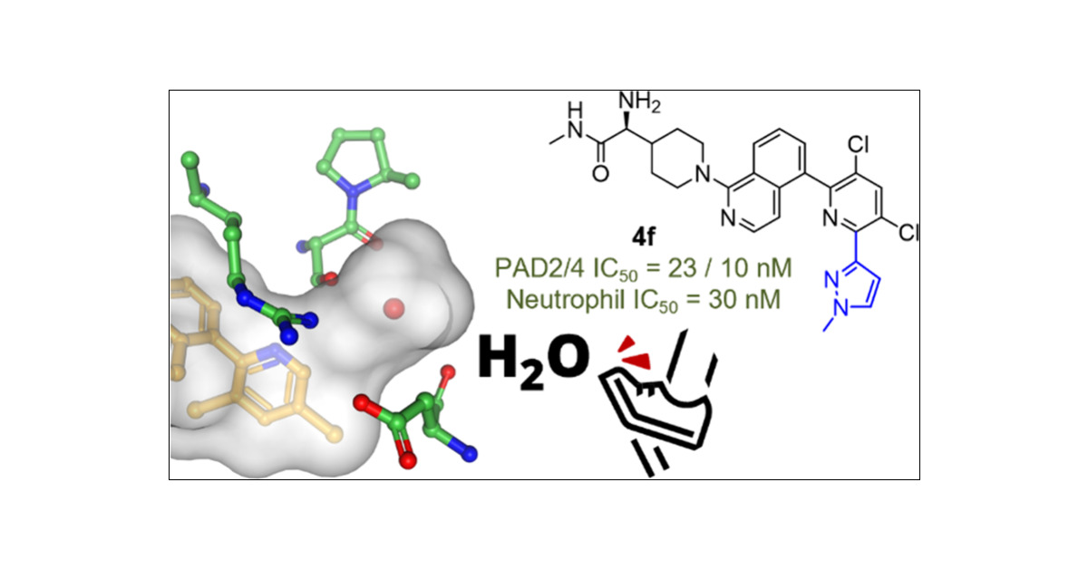 fmkz___'s tweet card. Excess protein citrullination, a post-translational modification converting arginine to citrulline, has been associated with a range of autoimmune and neurological disorders, as well as cancers....