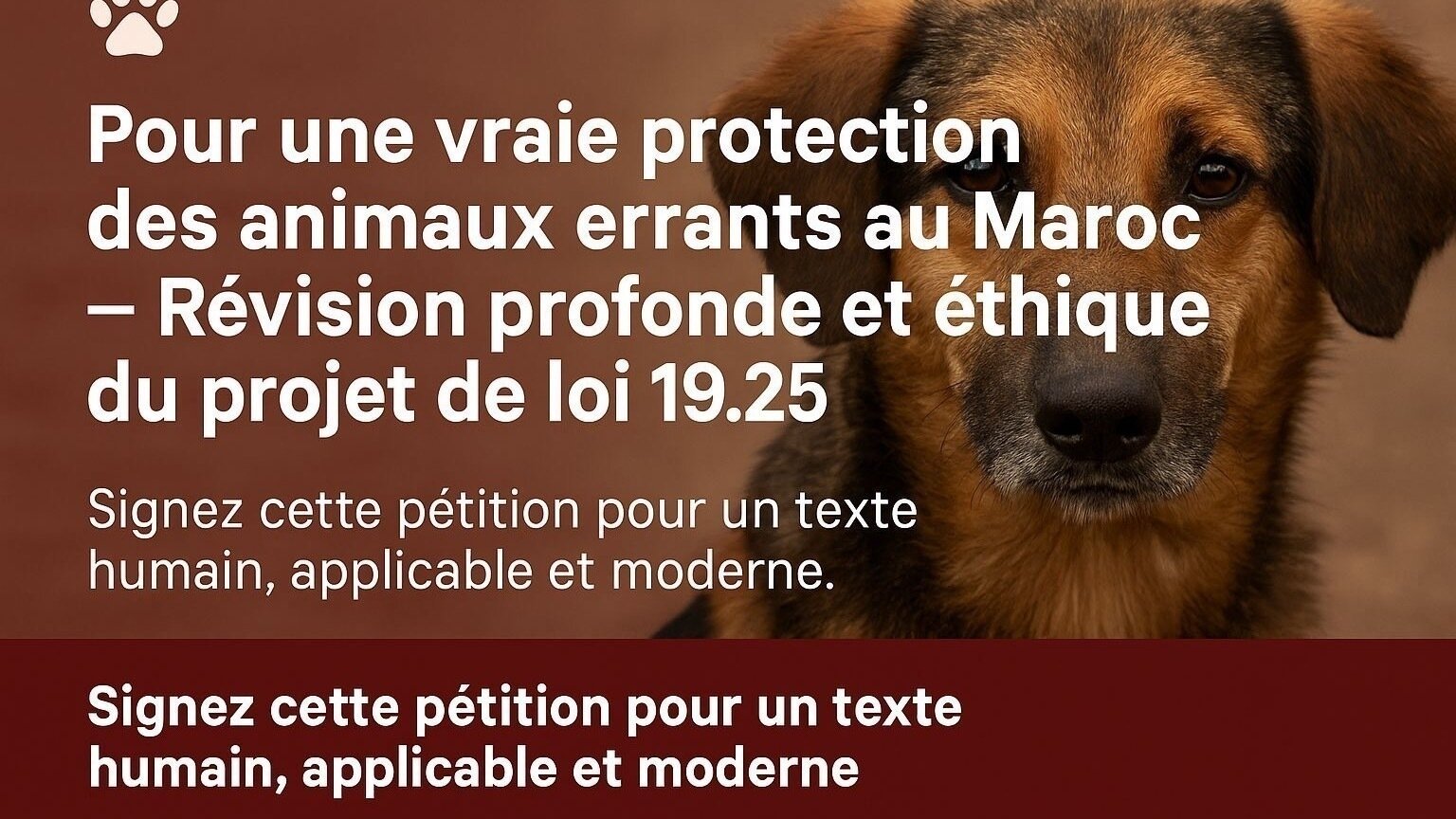 BRINDILLE851's tweet card. Vrai protection des animaux errants au Maroc Révision profonde du projet de loi 19​.​25