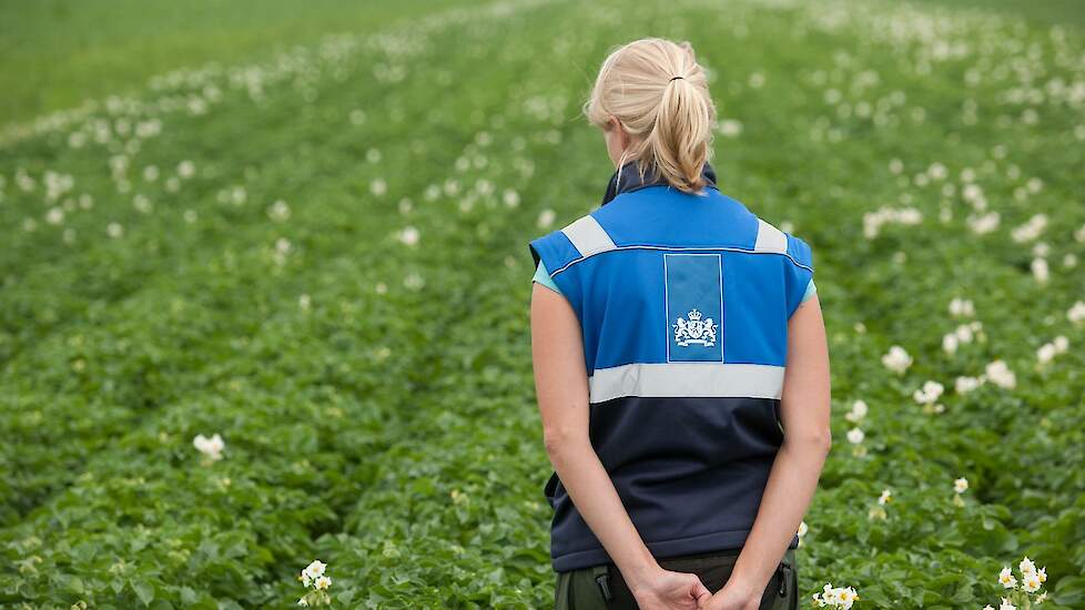 VeeGewas's tweet card. Van de 41.231 hectare pootgoed dit jaar is tot nu toe 5,2 procent verlaagd. Bacterie en mozaïek zijn de voornaamste oorzaken van verlagingen. Dat blijkt uit voortgangscijfers van de veldkeuring 2025...