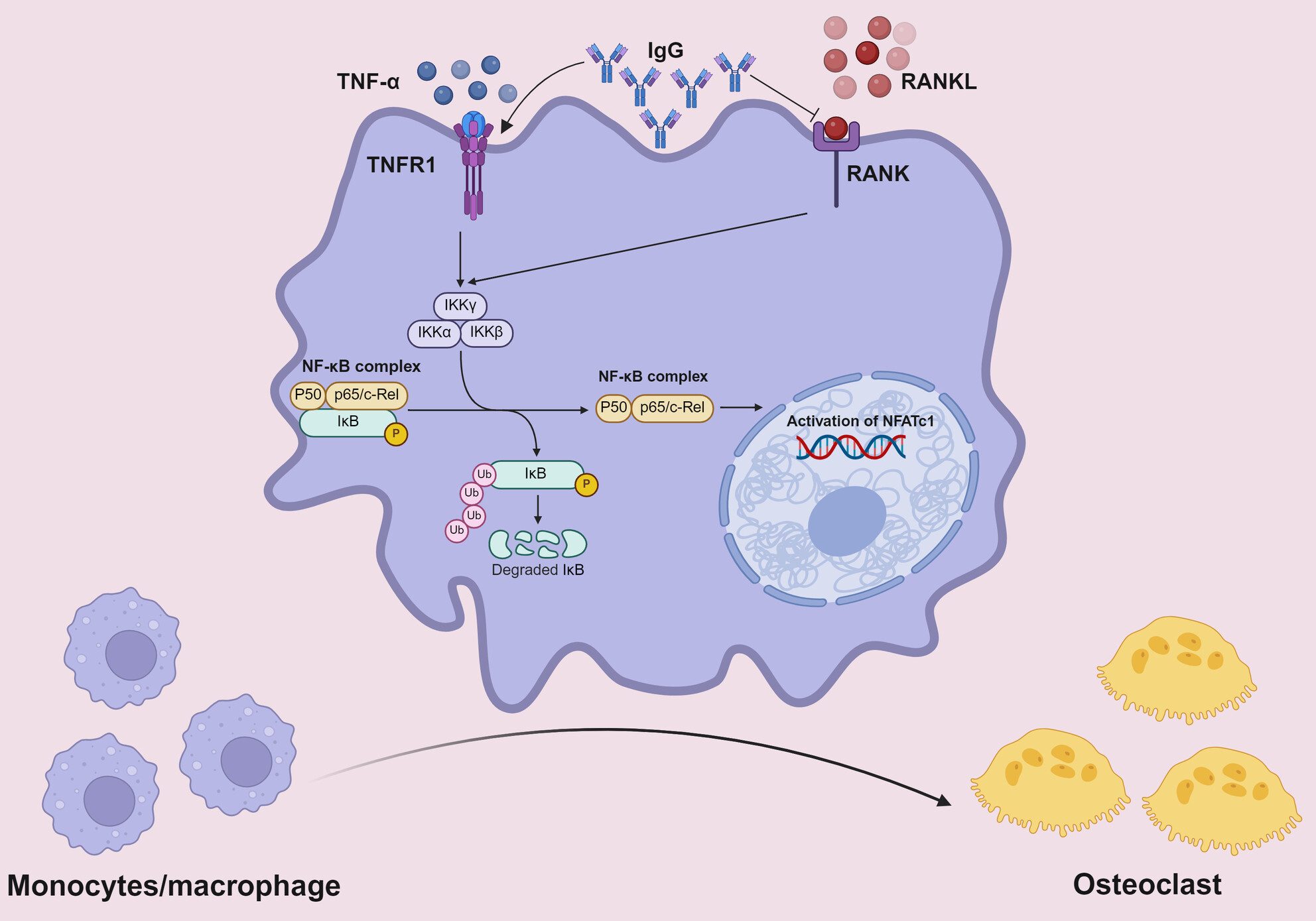 ClinTransImmuno's tweet card. This study uncovered a previously unrecognised dual role of IgG in osteoclastogenesis: while it suppressed receptor activator of nuclear factor kappa-B ligand (RANKL)-dependent osteoclast formation,...