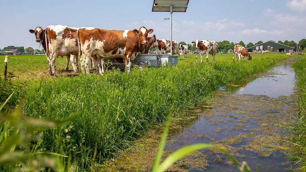 VeeGewas's tweet card. Rabobank ziet toekomst voor melkveehouders in het veenweidegebied via samenwerking, gebiedsgerichte aanpak en duurzame innovaties. Investeren in biodiversiteit, waterbeheer en nieuwe verdienmodellen...