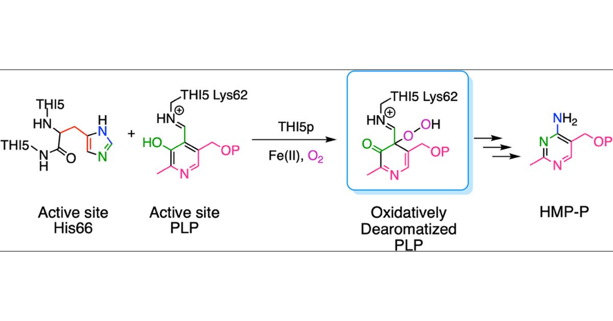 AnushreeM14's tweet card. The yeast thiamin pyrimidine synthase THI5p catalyzes one of the most complex organic rearrangements found in primary metabolism. In this reaction, the active site His66 and PLP are converted to...