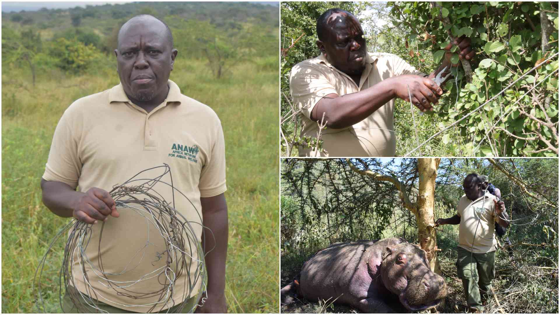 ElephantsFuture's tweet card. The intensity of snaring incidents that Maina’s team encountered led to the establishment of Kenya’s first mobile veterinary unit in Tsavo, changing how wildlife medical emergencies are handled.