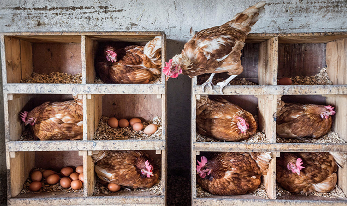 feedandadditive's tweet card. The newly released OECD-FAO Agricultural Outlook 2025-2034 suggests that the global demand for animal protein will surge by 2034...