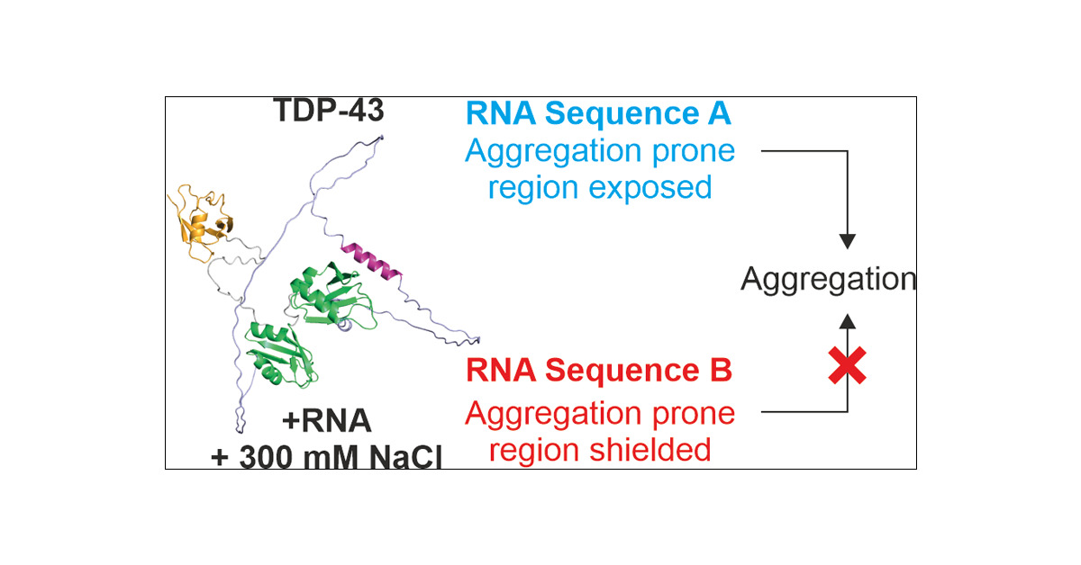 anton_calabrese's tweet card. Deposits of aggregated TAR DNA-binding protein 43 (TDP-43) in the brain are associated with several neurodegenerative diseases. It is well established that binding of RNA/DNA to TDP-43 can prevent...