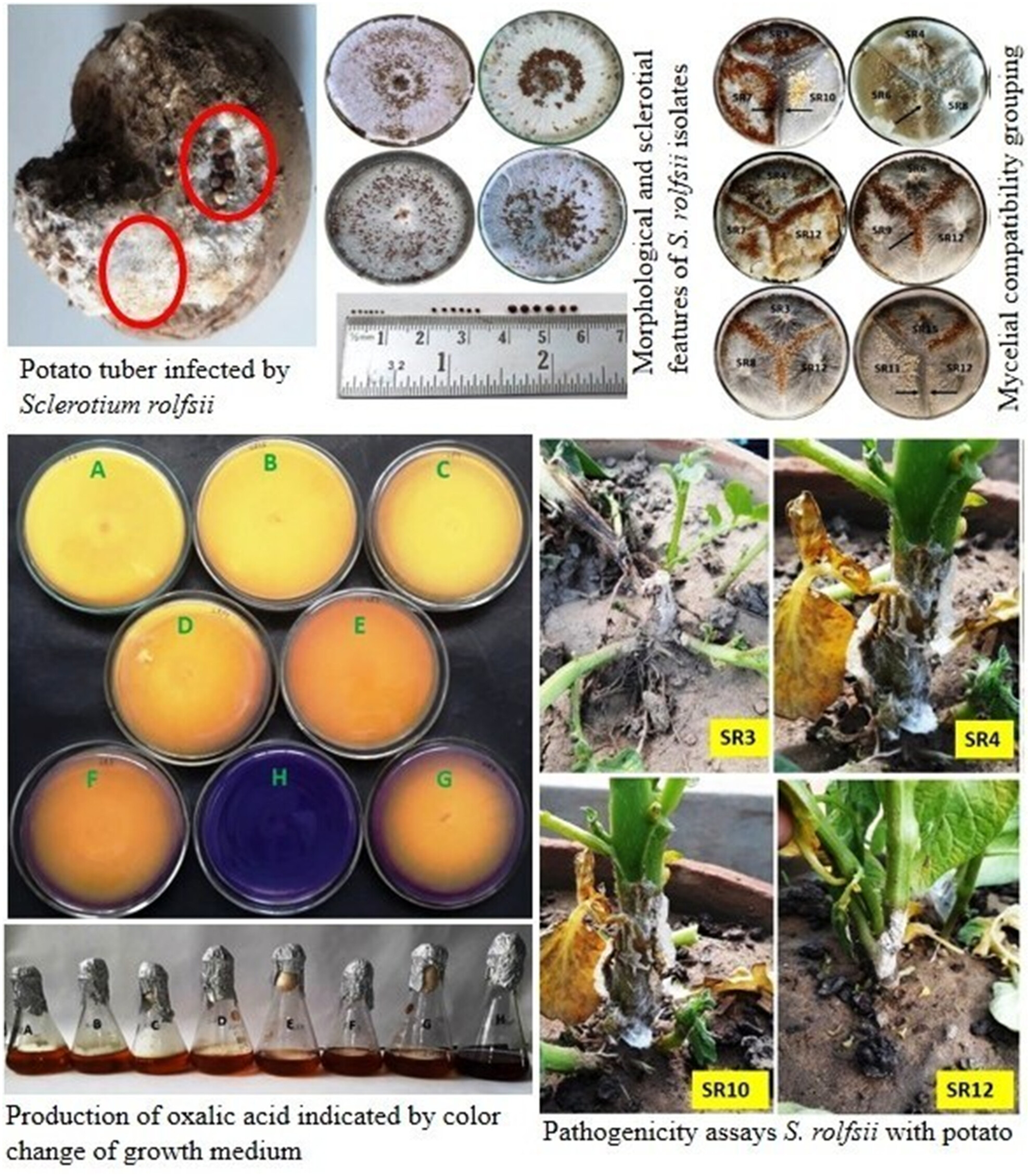 BSPPjournals's tweet card. Sclerotium rolfsii isolates were characterised by morphocultural characteristics, oxalic acid production, pathogenicity, and mycelium compatibility group. A positive correlation was observed between...