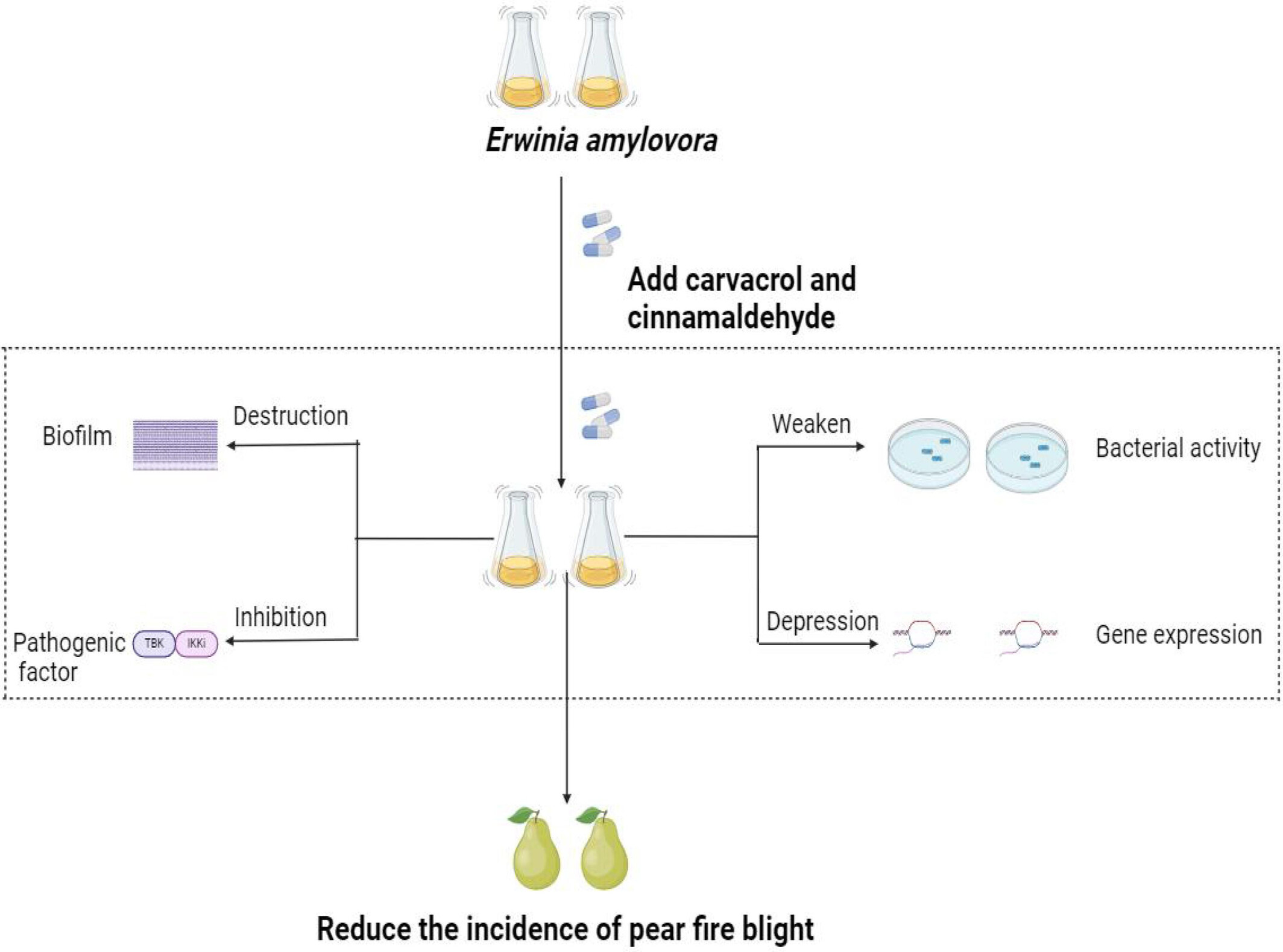 BSPPjournals's tweet card. Carvacrol and cinnamaldehyde can disrupt the biofilm of Erwinia amylovora and reduce its virulence, which can prevent fire blight and provide a new idea for biological control.