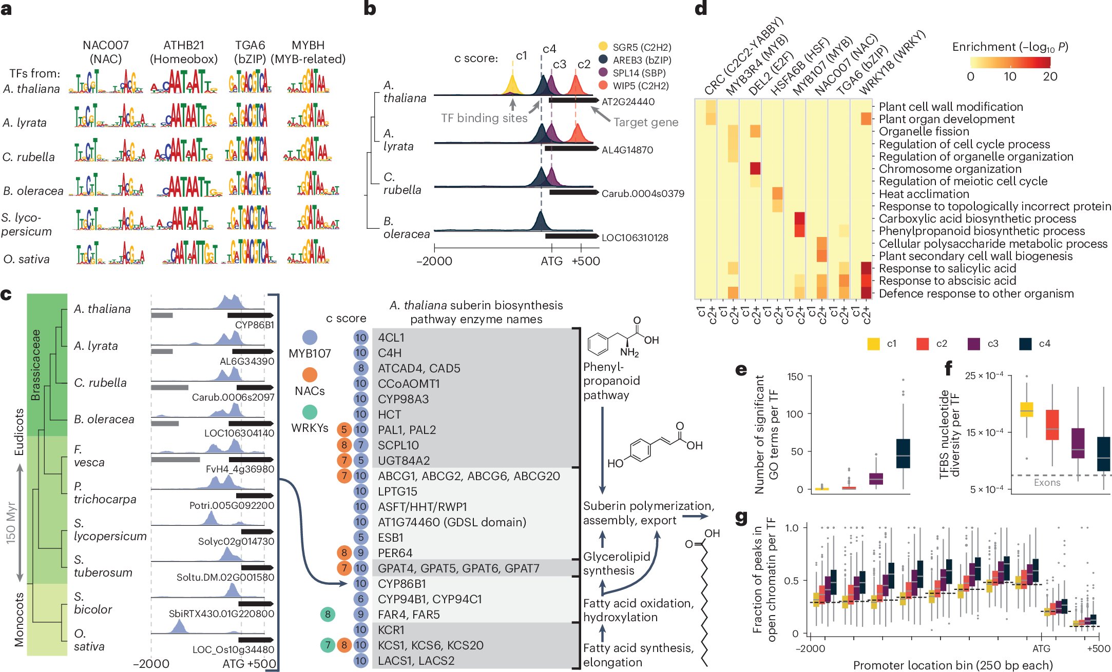 peechan1970's tweet card. Nature Plants - A highly scalable approach is used to generate 3,000 genome-wide maps of transcription factor binding in ten flowering plants, along with multi-species single-nucleus RNA-seq...