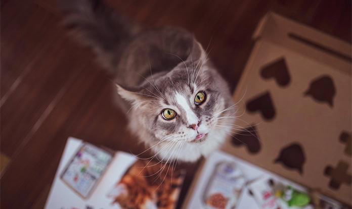 feedandadditive's tweet card. Vafo Group acquired Polish distributor Azan to strengthen its Eastern and Central European pet food distribution network and...