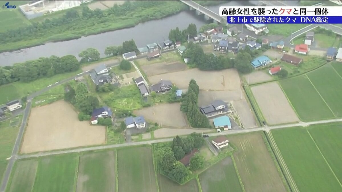 IBC_online's tweet card. 岩手県北上市で11日に駆除されたクマについて、北上市は28日、遺伝子解析の結果、高齢女性を襲い死亡させたクマと同一個体と特定したと発表しました。4日、北上市和賀町山口では81歳の女性が住宅でクマに襲われ死…