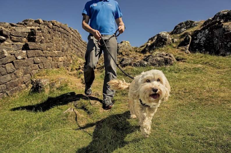 scottishfarmer's tweet card. Dog owners are being urged to keep their pets on a lead after a sharp rise in dog-related incidents in Northumberland.
