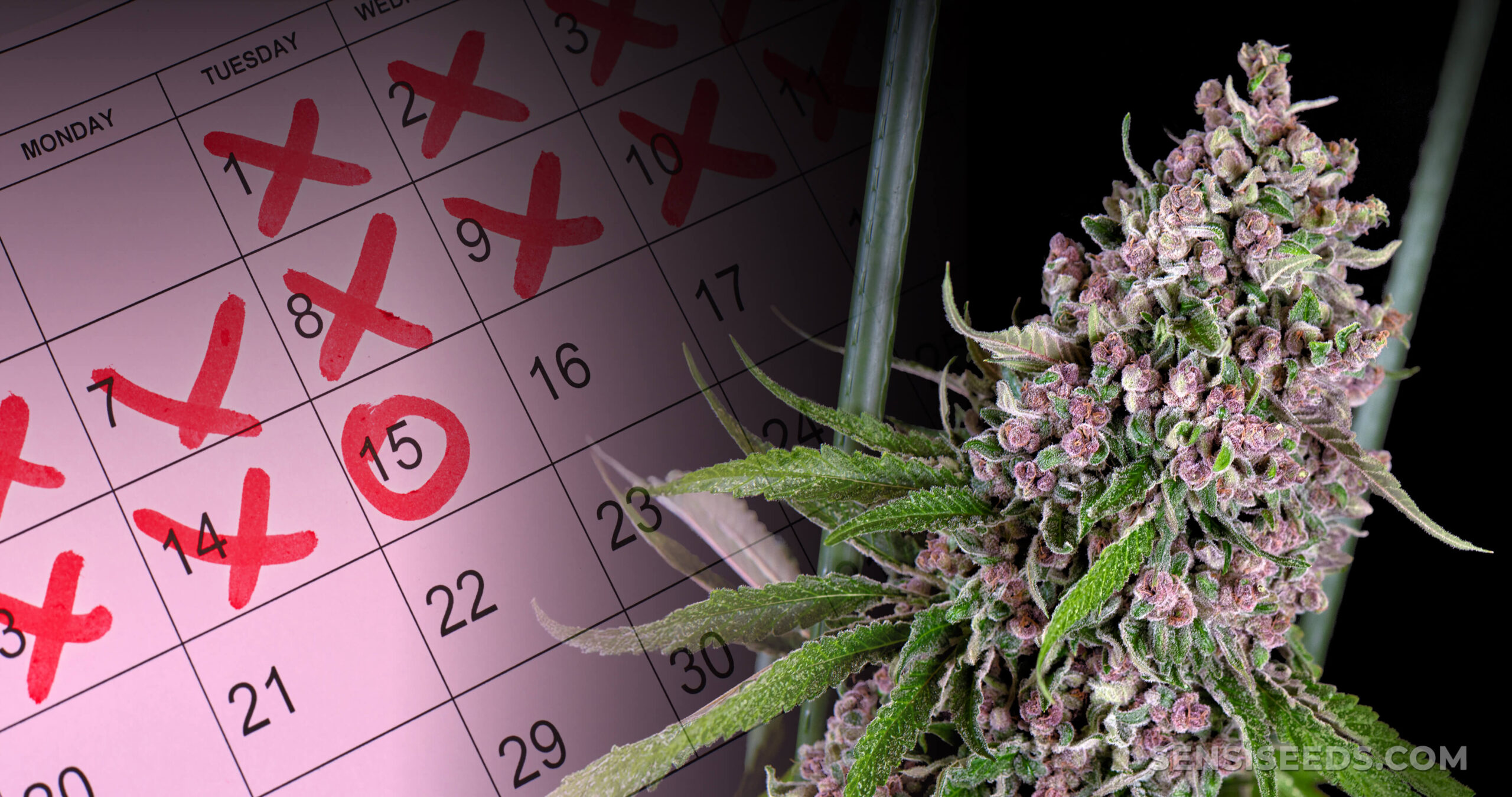 SensiSeeds's tweet card. A cannabis grow can take anywhere from 2-6+ months. Learn all about how long it takes to grow weed here.