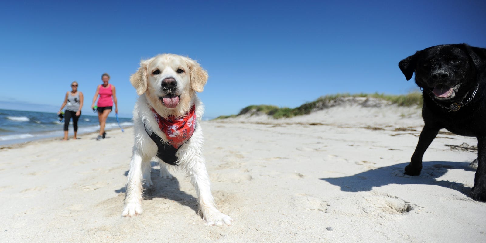 enterprisenews's tweet card. Most Cape beaches only allow dogs during offseason due to overcrowding and nesting birds. But, there are some beaches where you can bring your dog.
