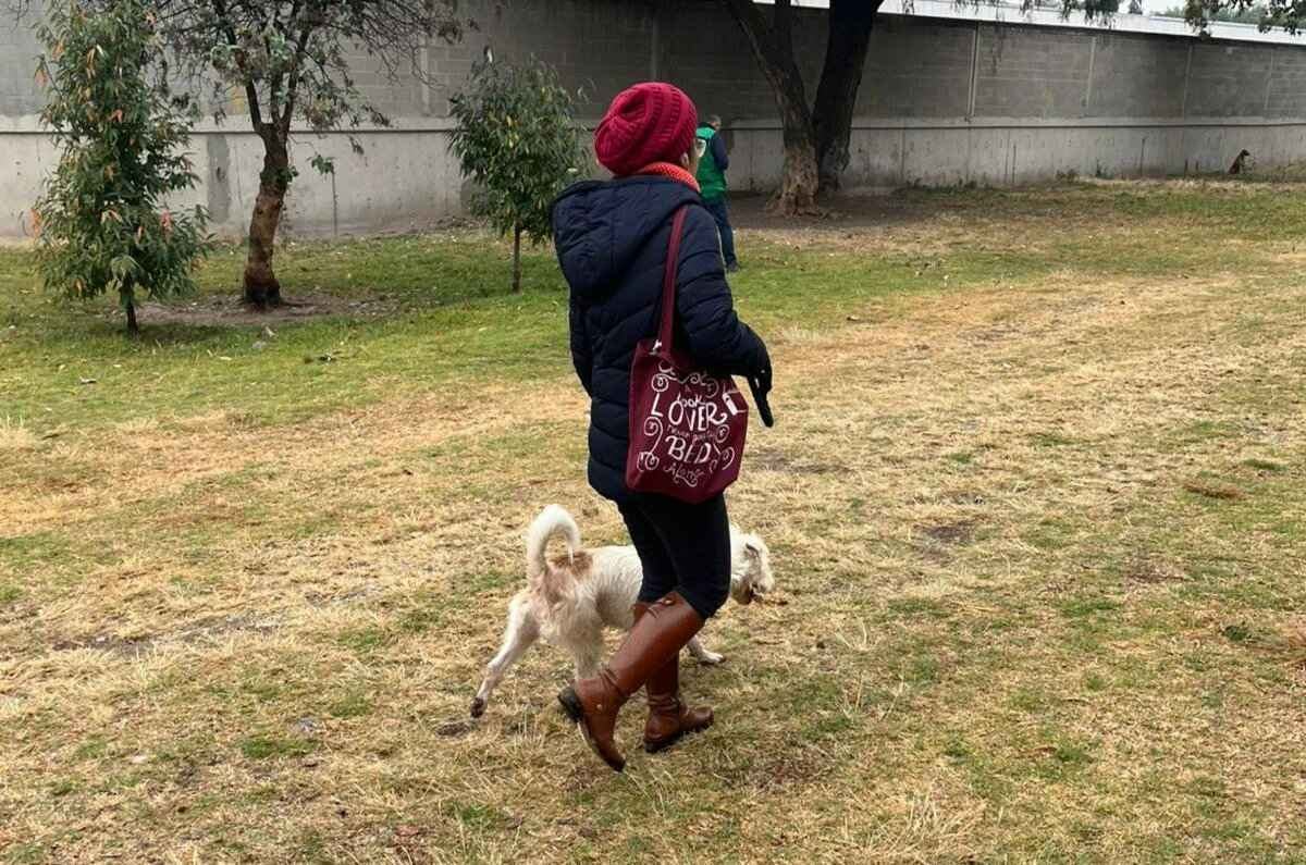 DONDEIRweb's tweet card. El programa de Cultura Cívica ha implementado el paseo de perritos rescatados como una opción para cumplir con sanciones en la CDMX.