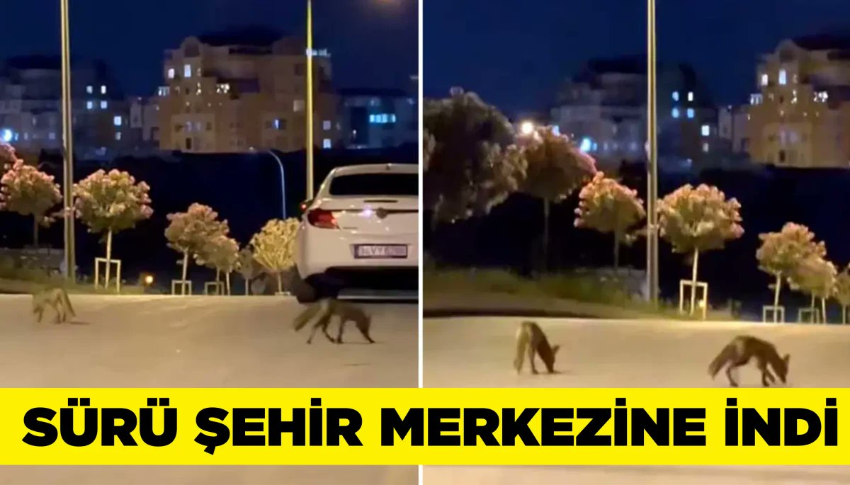 sariyersoz's tweet card. İstanbul'da doğal yaşam alanlarında yiyecek bulamayan bir grup tilki, yerleşim alanına indi. Hayvanlar vatandaş tarafından cep telefonu kamerasıyla kayda alındı