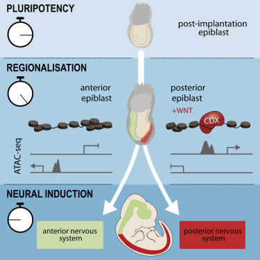 metzisv's tweet card. Regional identity precedes neural identity of the anterior and posterior nervous systems.
