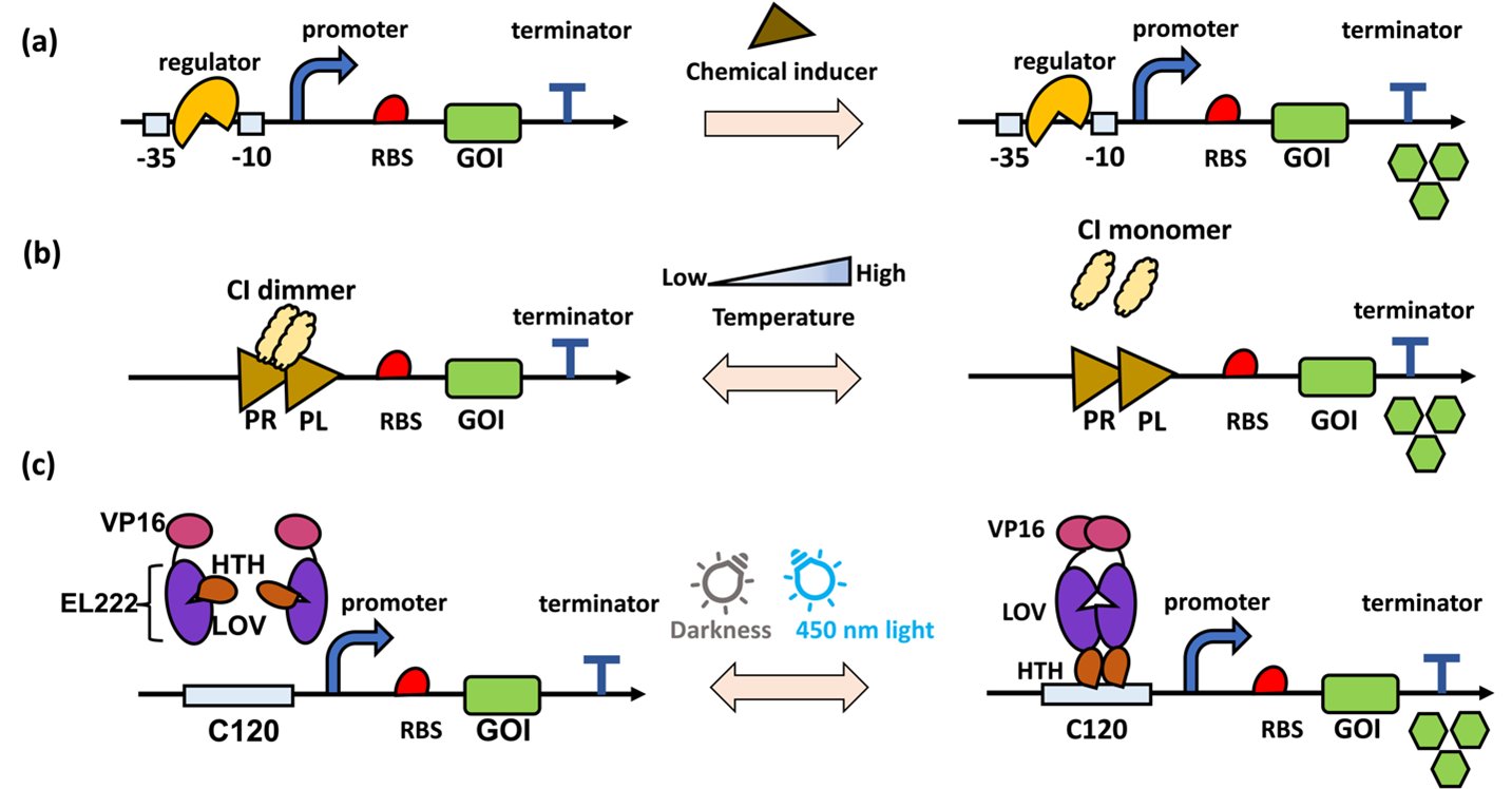 Syn_Bio_Eng's tweet card. Establishing microbial cell factories has become a sustainable and increasingly promising approach for the synthesis of valuable chemicals. However, introducing heterologous pathways into these cell...