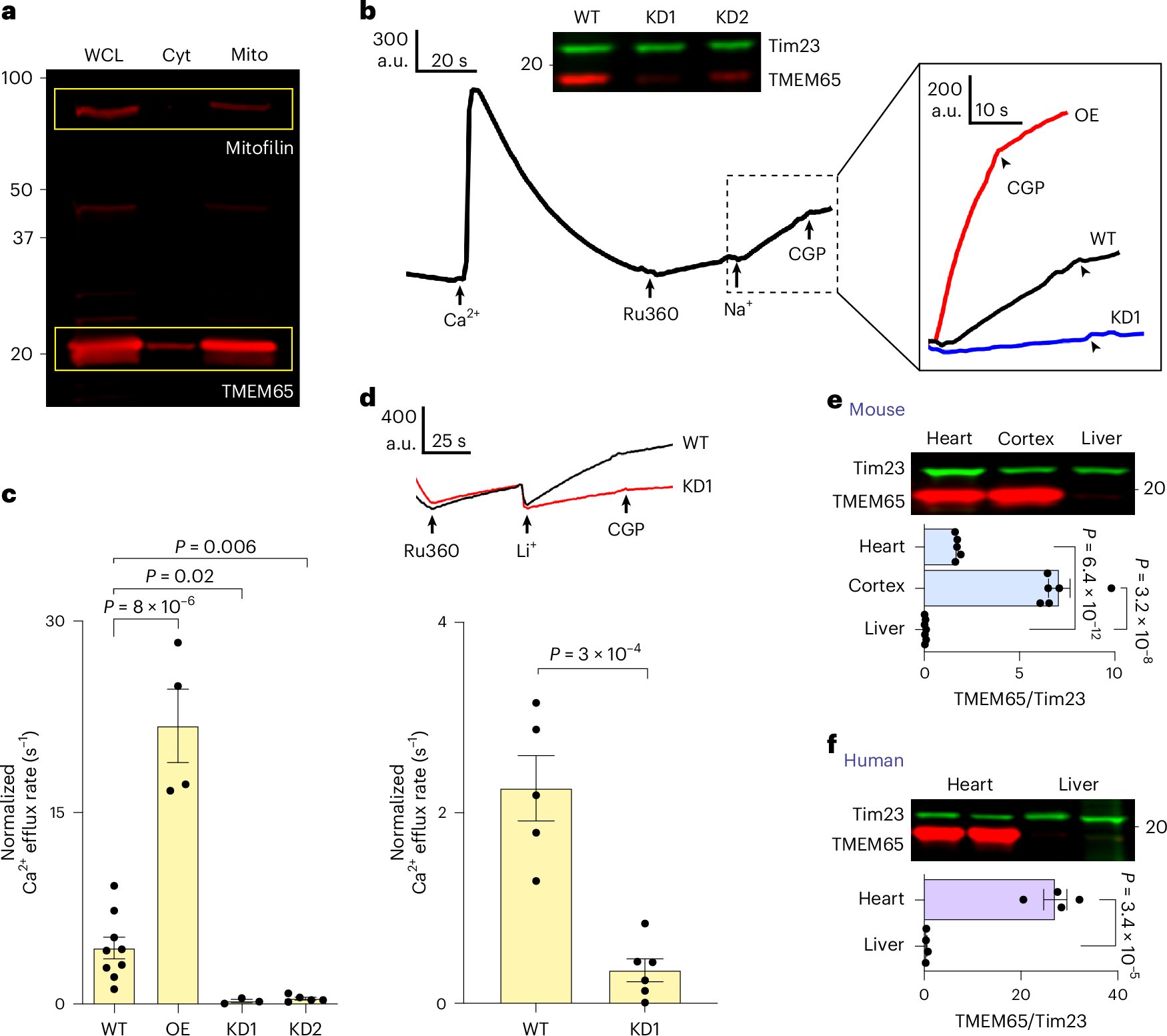 Derpology's tweet card. Nature Cell Biology - Zhang, Chang et al. identify the protein TMEM65 as the mitochondrial Na+/Ca2+ exchanger, showing that it dimerizes to mediate ion transport and contains a binding site for a...