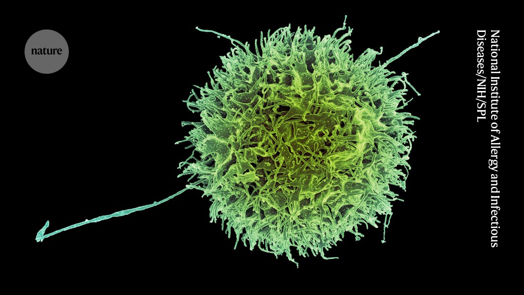 Boca_Scientific's tweet card. Nature - Experimental treatment could offer a safer, cheaper alternative to CAR-T-cell therapies for disorders such as lupus.