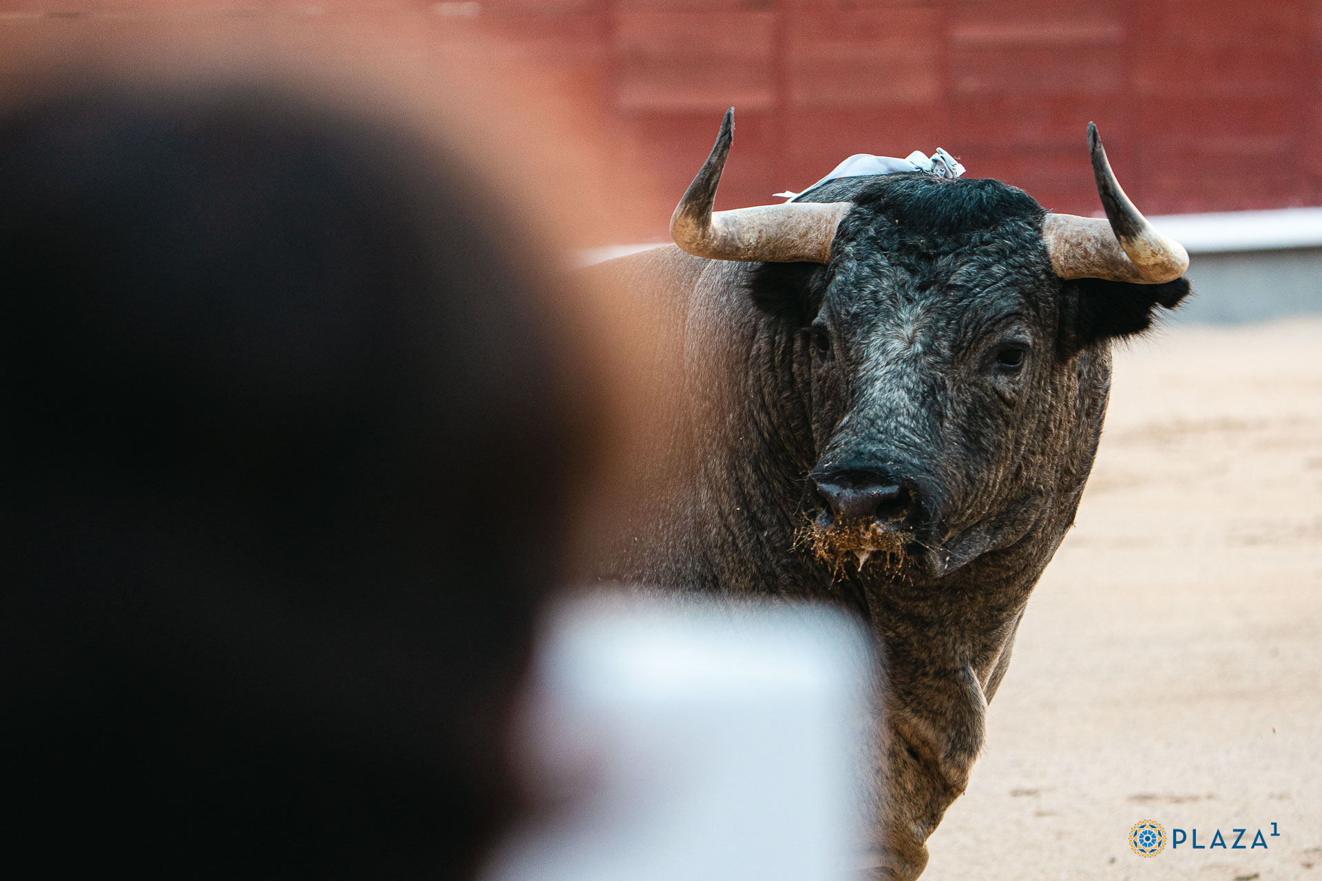 TOROLIVEE's tweet card. La plaza de toros de Las Ventas ya ha definido la programación del próximo mes de septiembre, en el que como ya es habitual se celebrarán varios festejos con un marcado carácter torista