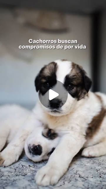 asunalcoceba's tweet card. Redencion Soria (@redencion.org.soria) • Instagram reel