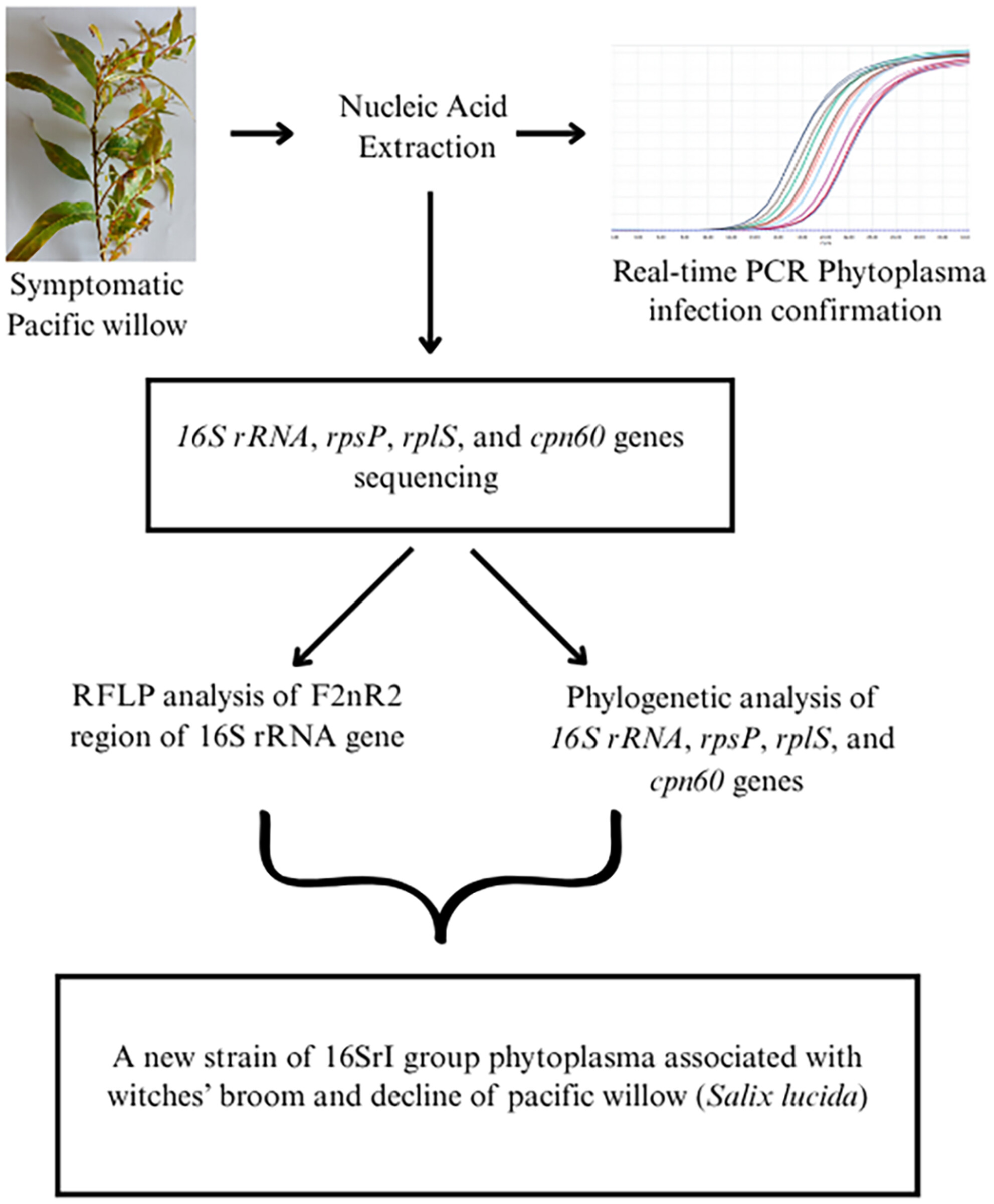 BSPPjournals's tweet card. A new strain of 16SrI group phytoplasma, genetically distinct from all the known strains, was found to be associated with Salix lucida subsp. lasiandra displaying witches' broom and decline symptoms...