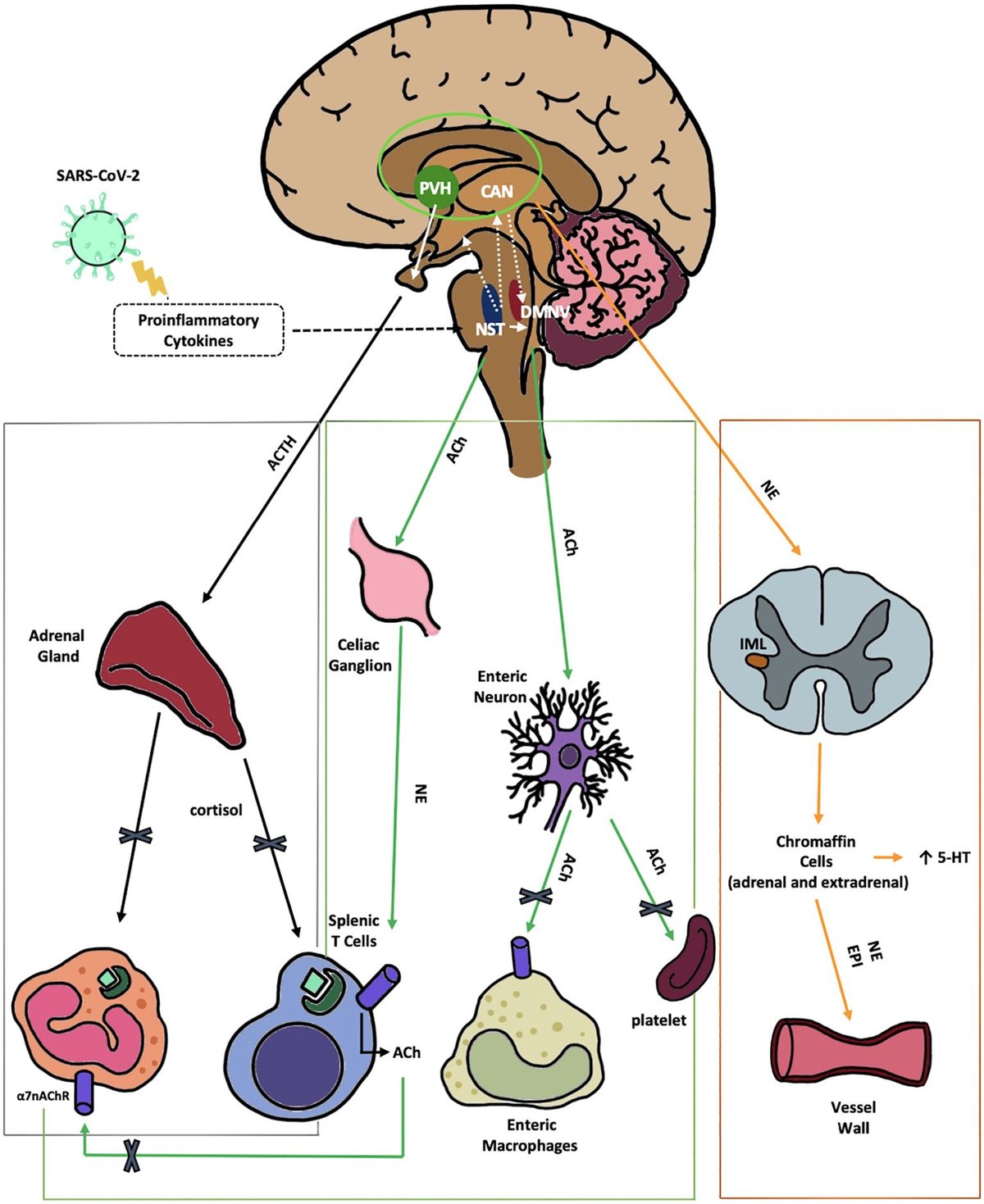 MartaCamici's tweet card. The pathogenesis of long COVID (LC) still presents many areas of uncertainty. This leads to difficulties in finding an effective specific therapy. We hypothe...