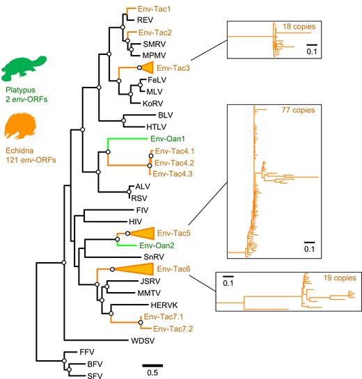 x3bqu's tweet card. Abstract. Independently acquired envelope (env) genes from endogenous retroviruses have contributed to the placental trophoblast cell–cell fusion in theria