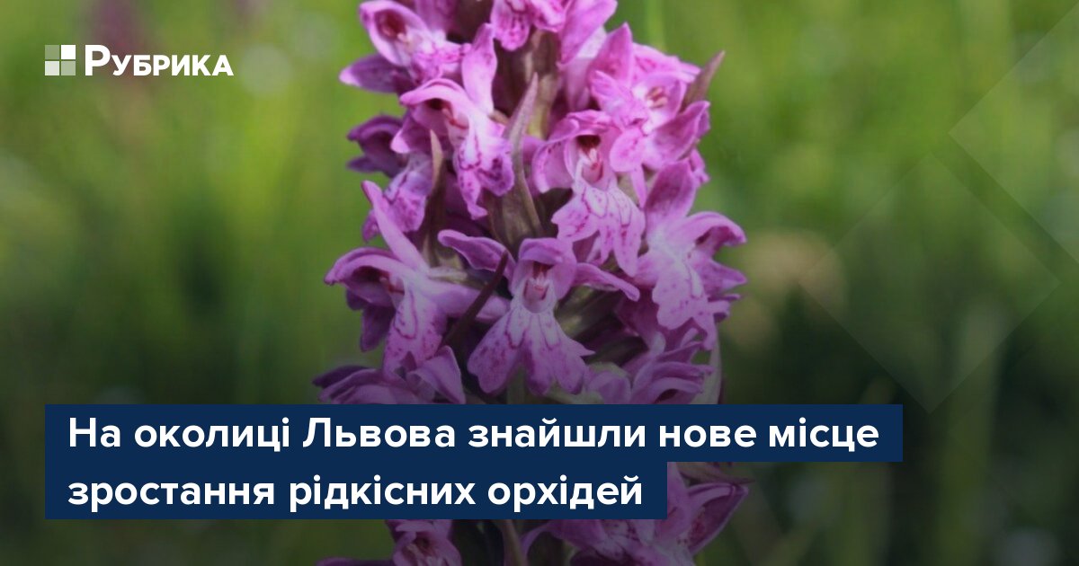 rubryka's tweet card. У селі Зимна Вода на Львівщині знайшли нове місце зростання рідкісних орхідей. Для збереження цих рослин планується створення ботанічного заказника місцевого значення "Зимна Вода" площею 3,0 га. Про...