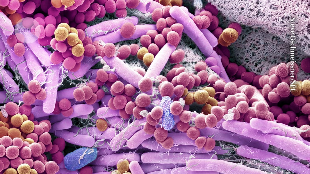 peixotors's tweet card. Nature - A call to arms argues that emerging microbial technologies can not only improve planetary health and preserve biodiversity — but also be the cornerstone of a thriving economy.