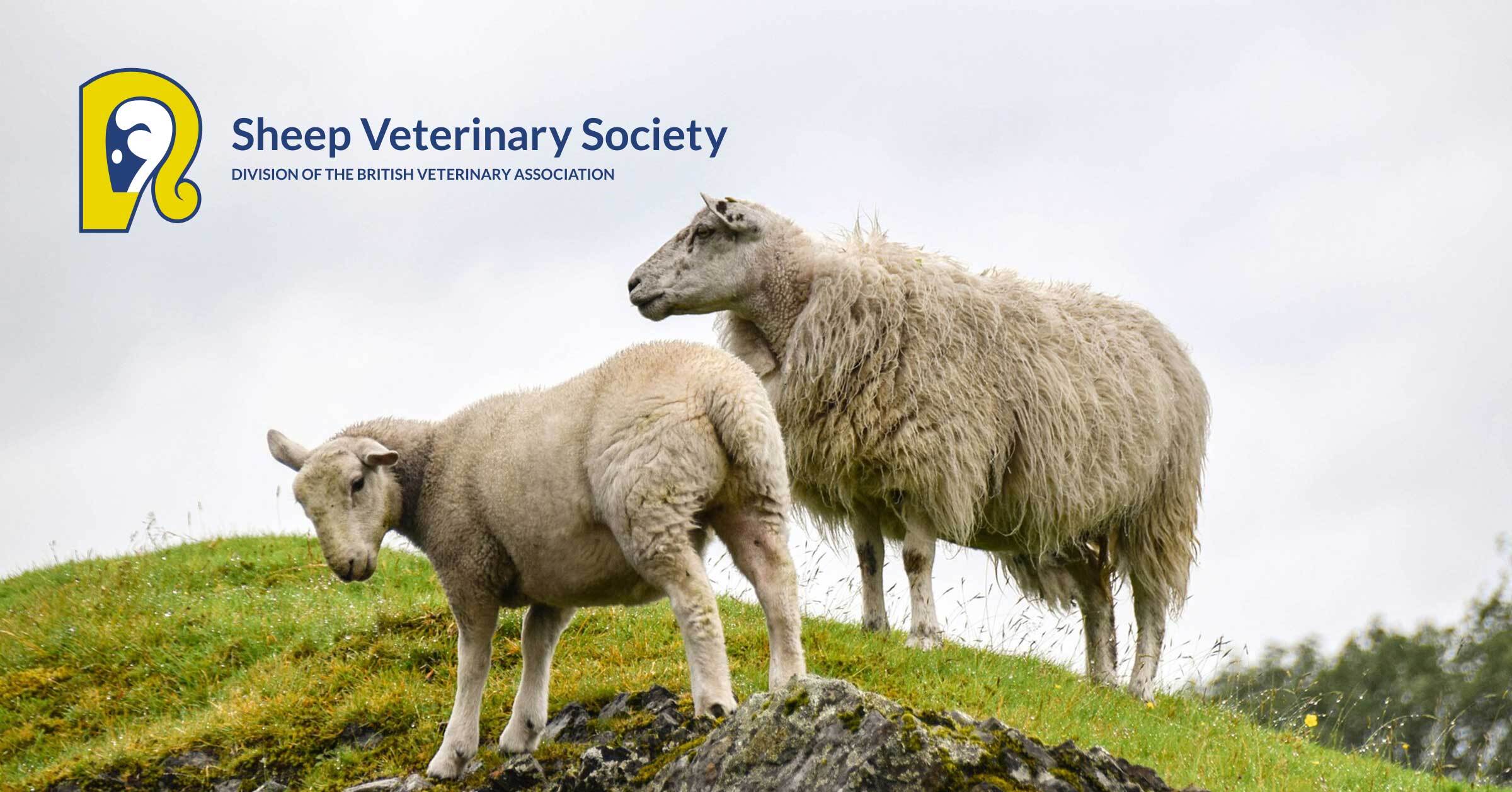 SheepVetsoc's tweet card. This event (Wednesday 23rd July 2025) forms part of a series of webinars to provide live updates and presentations from […]