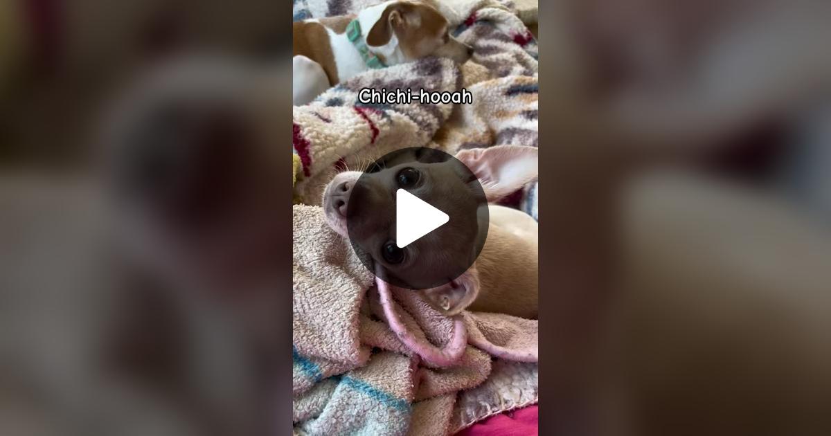 gilly923's tweet card. Check out Frankie the Chihuahua’s video.