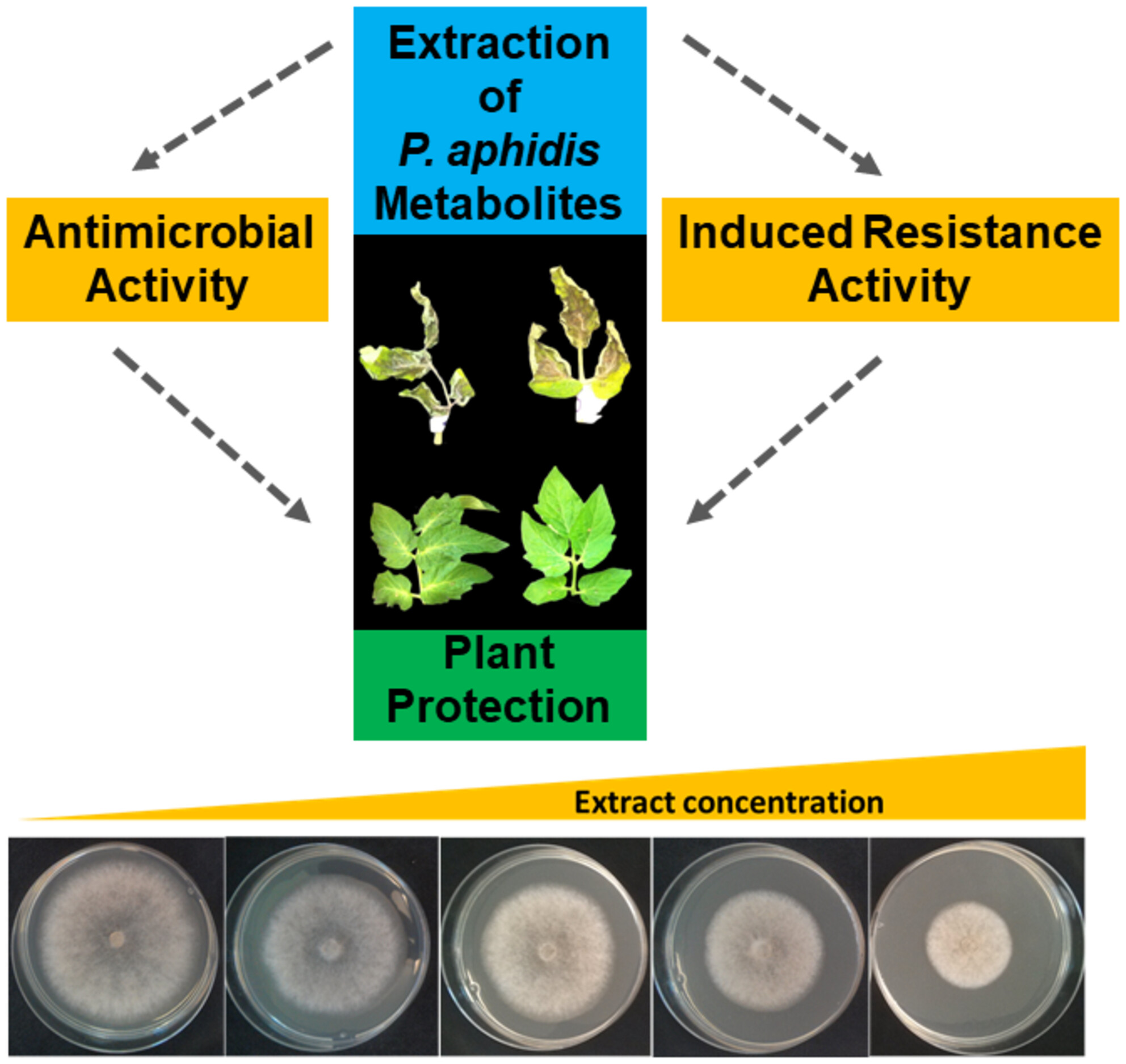 BSPPjournals's tweet card. Pseudozyma aphidis extracts exhibit two unique bioactive properties: one that inhibits plant pathogens both in vitro and in planta, while the second activates pathogenesis-related genes that enhance...