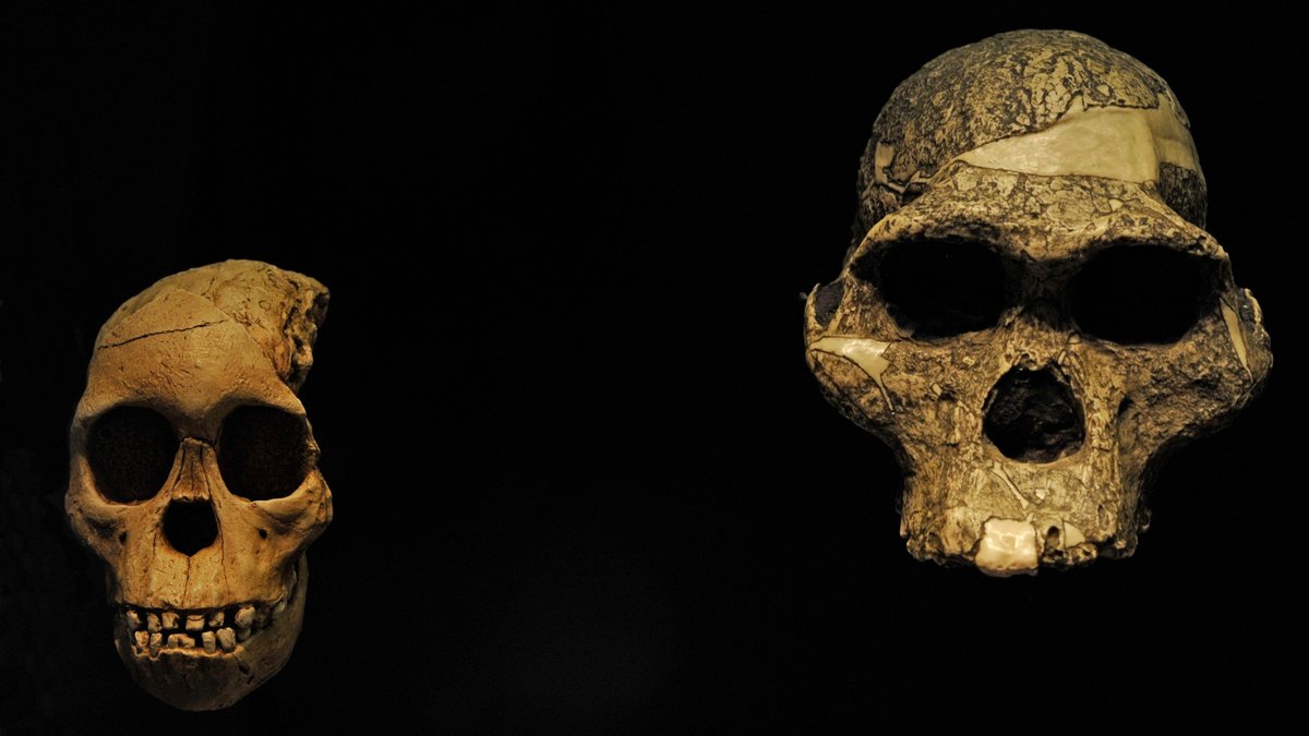 fazeelah8's tweet card. Researchers have extracted ancient proteins from australopithecine fossils and determined whether they were male or female — a first for human evolution studies.