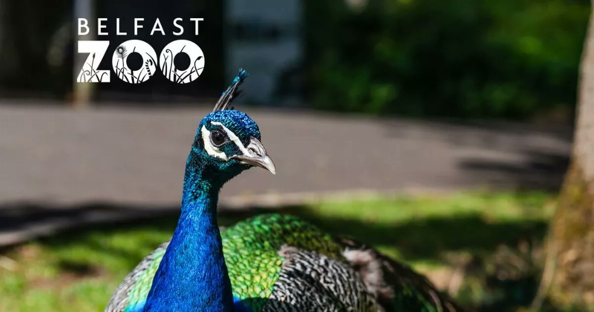 BelfastLive's tweet card. It remains closed on Monday