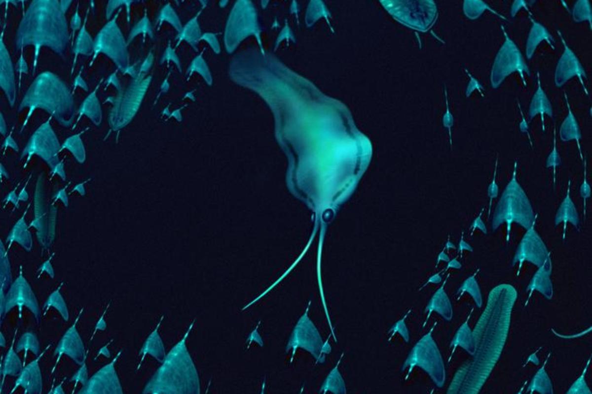 DiscoverMag's tweet card. Learn more about the nectocaridid, an ancient marine creature that looks like a squid but actually belongs to a family of formerly fierce, predatory worms.