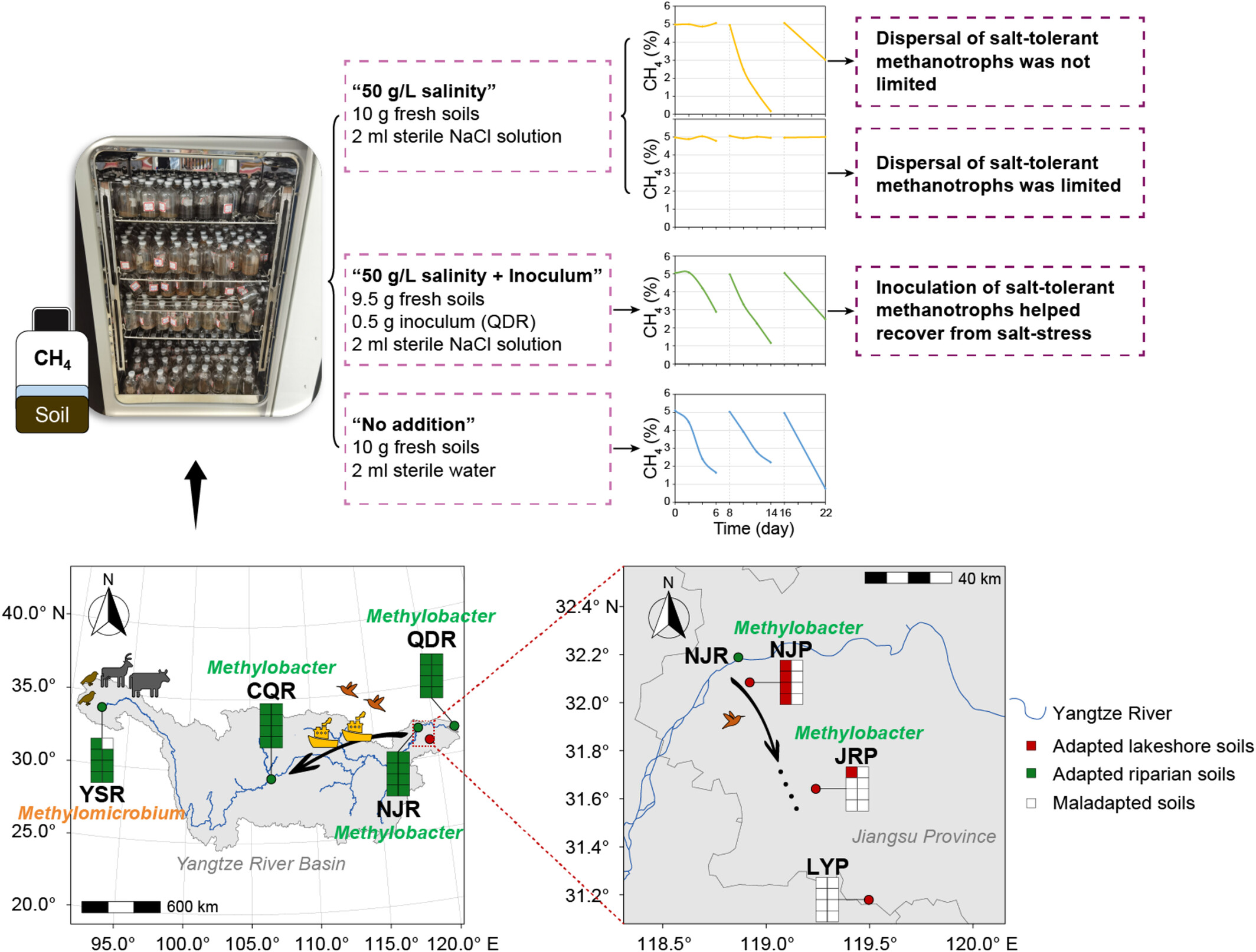 jcamthrash's tweet card. This study combines field sampling and experiments to reveal how dispersal limitation constrains methanotrophic adaptation to salinity stress. Salt-tolerant taxa are likely dispersed from the saline...