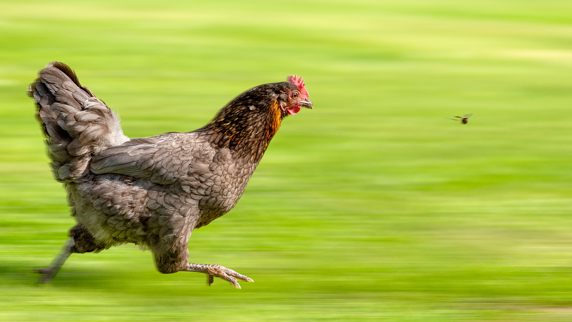 InnoNewsNetwork's tweet card. Insect ingredients are increasingly recognised as functional ingredients for animal feed capable of enhancing animal health and performance.