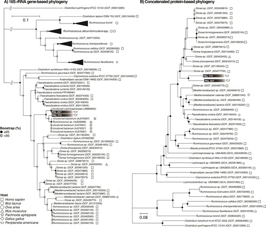 quark_buzo_vera's tweet card. Abstract. Phylogenetic and functional group analyses of the genomes of anaerobic bacteria isolated from Periplaneta americana digestive tracts suggest that