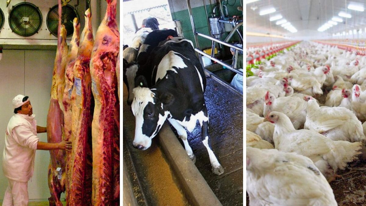 AiredeSantaFe's tweet card. La reducción de retenciones anunciada por Javier Milei genera reacciones dispares en el agro santafesino. Productores ganaderos, avícolas y agrícolas - Aire Agro