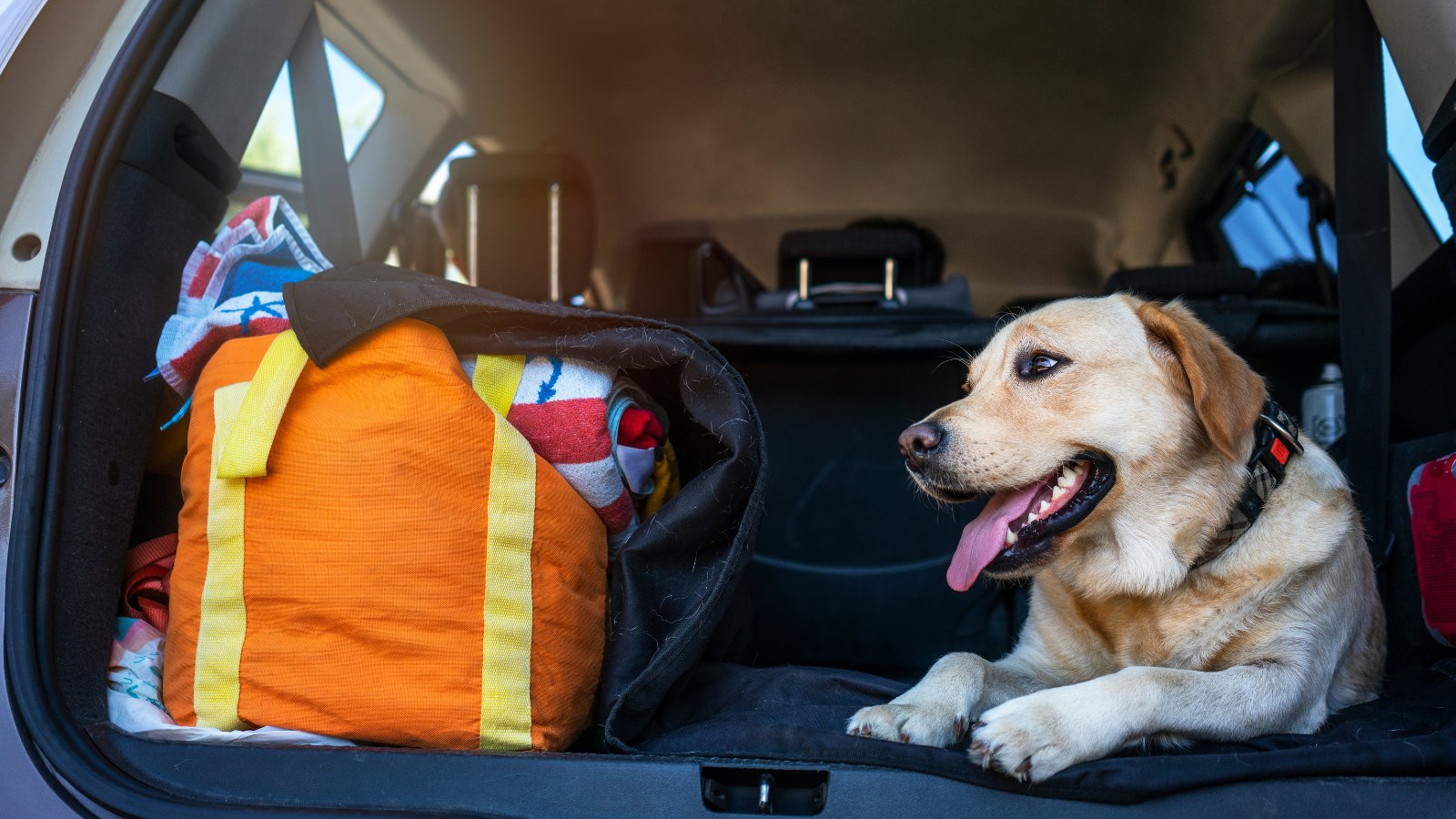 ugavetmed's tweet card. Whether you’re planning a weekend getaway or a cross-country road trip, bringing your pet along can make the journey more memorable.