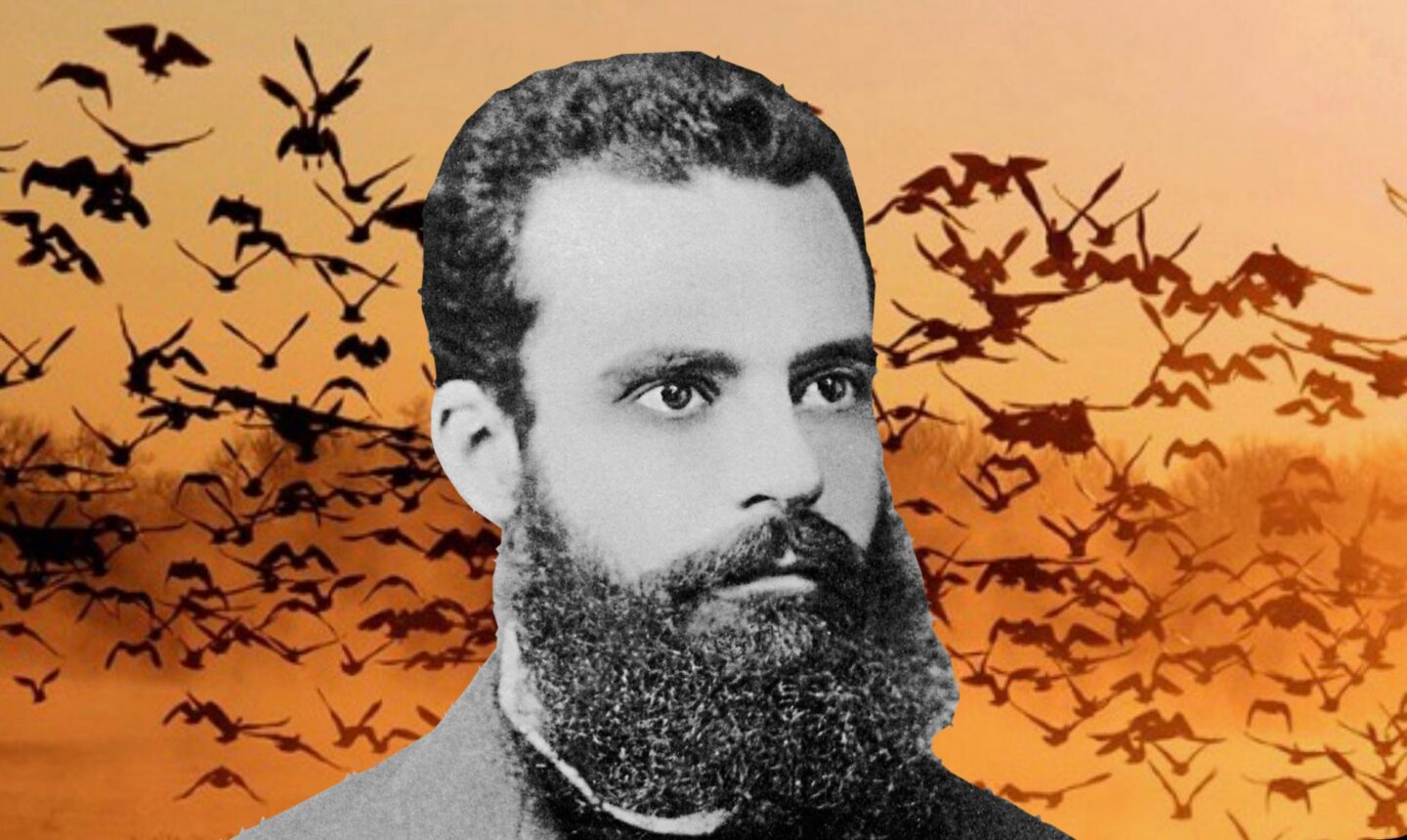 mercuzioandff's tweet card. DI LUCA ELETTRICO Sì, avete letto bene. Anche gli uccelli rispettano la legge. Ma di quali leggi stiamo parlando? Facciamo un passo indietro. I biologi non amano la matematica. O almeno questa era la...