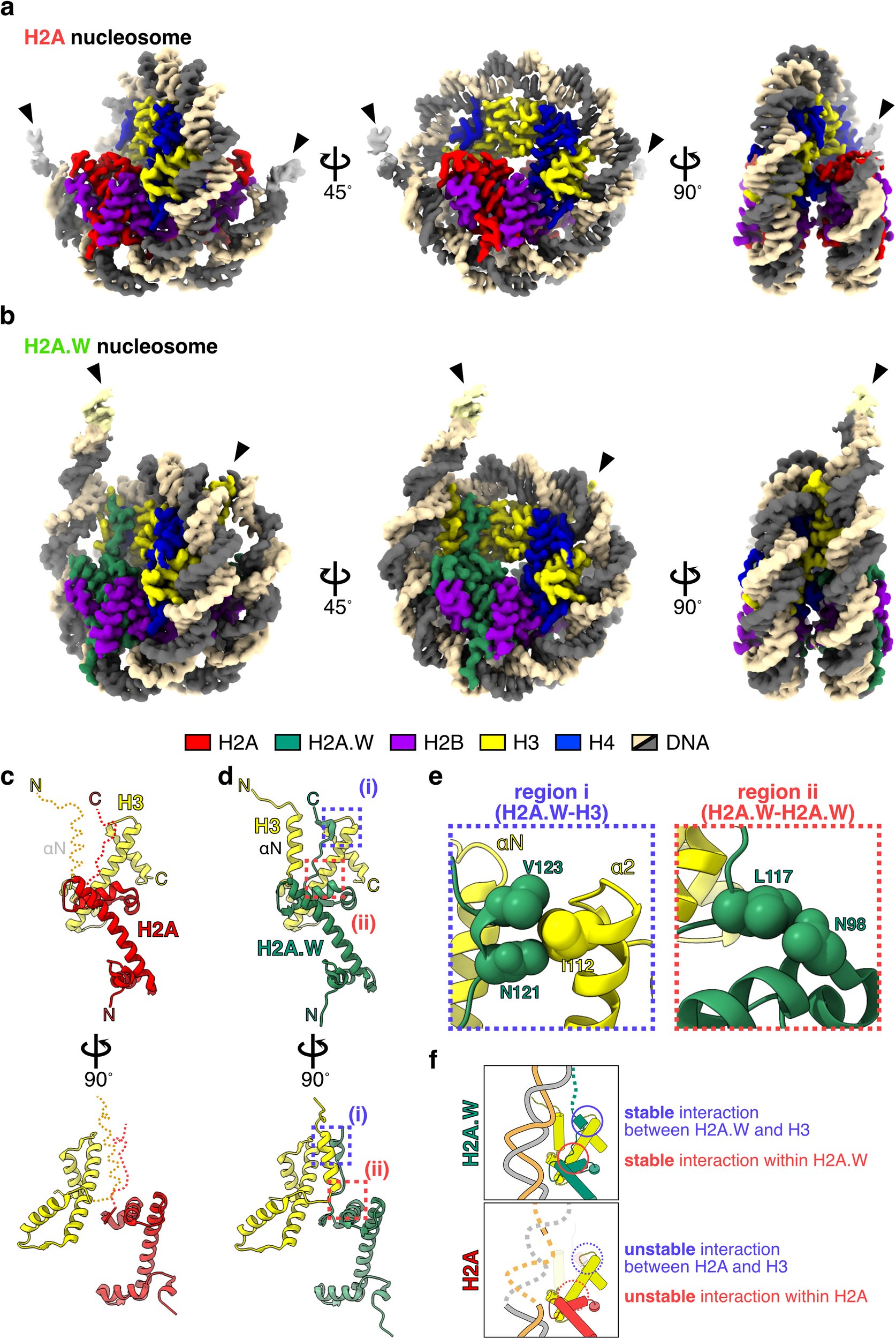 KurumizakaLab's tweet card. Nature Communications - Osakabe and colleagues report the cryo-EM structures of Arabidopsis nucleosomes and how they complex with the chromatin remodeler DDM1, providing insights into how DDM1...