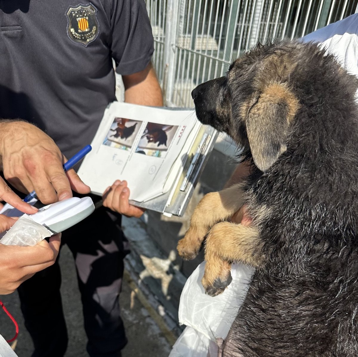 EPsucesos's tweet card. Agentes de la Unitat Regional de Medi Ambient (URMA) de los Mossos d'Esquadra han denunciado...